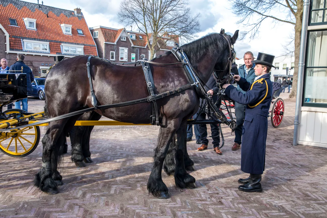 paarden