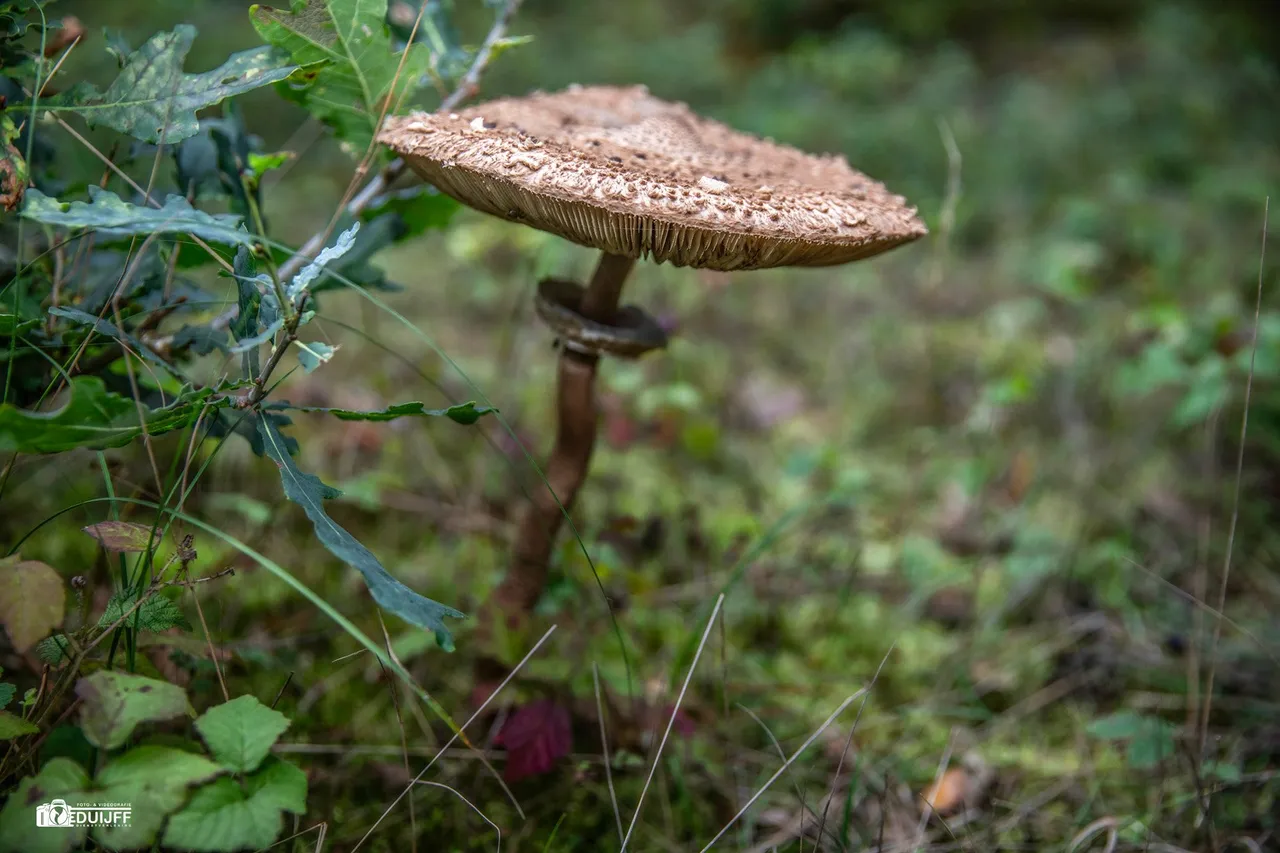 parasolzwam 2
