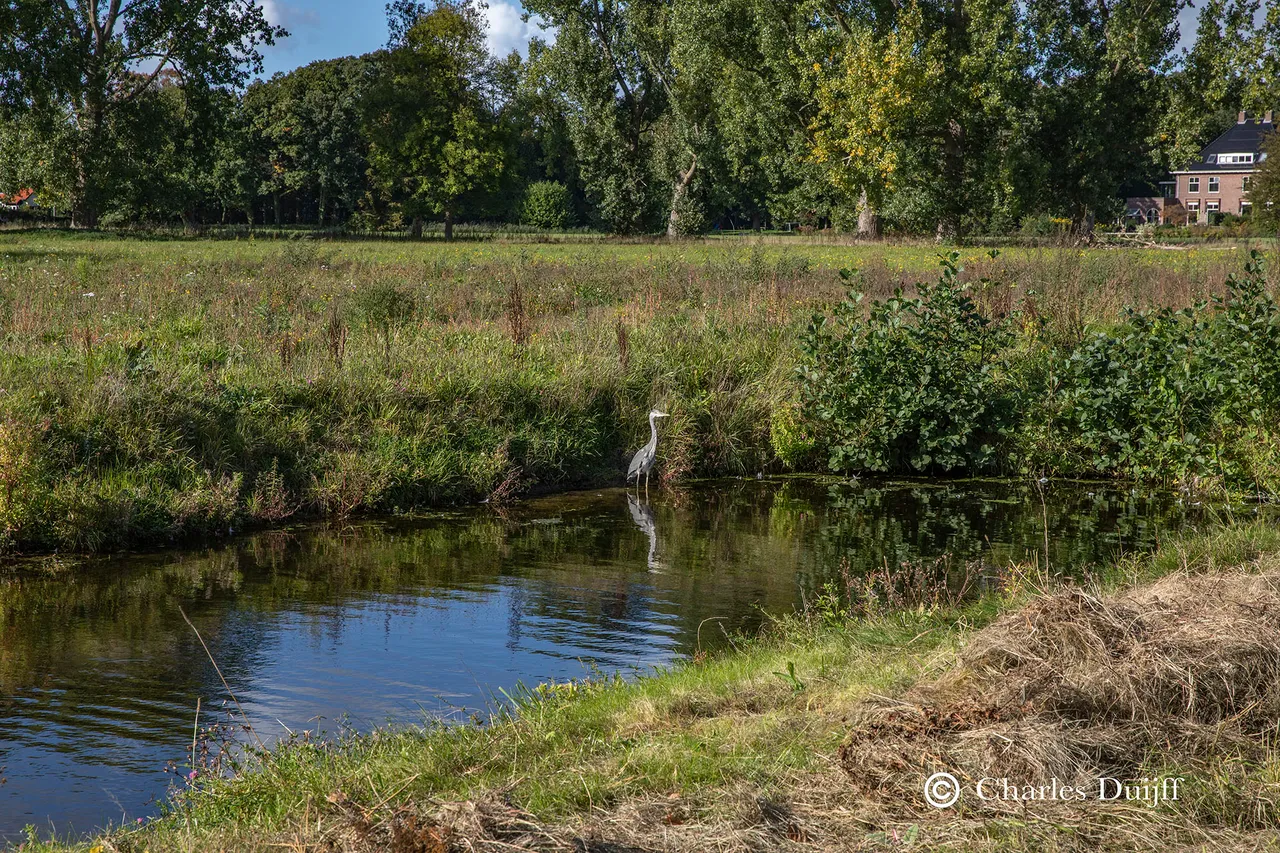 reiger