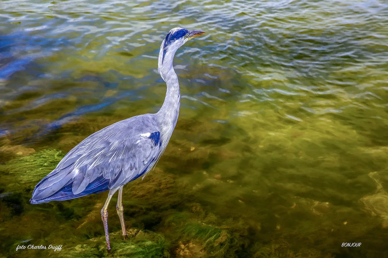 reiger