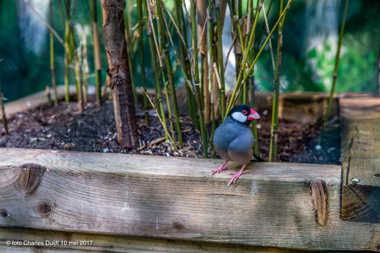 rijstvogel