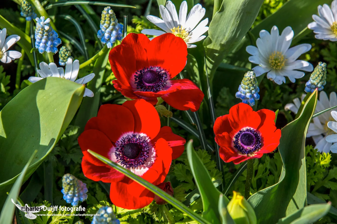 rode bloemen