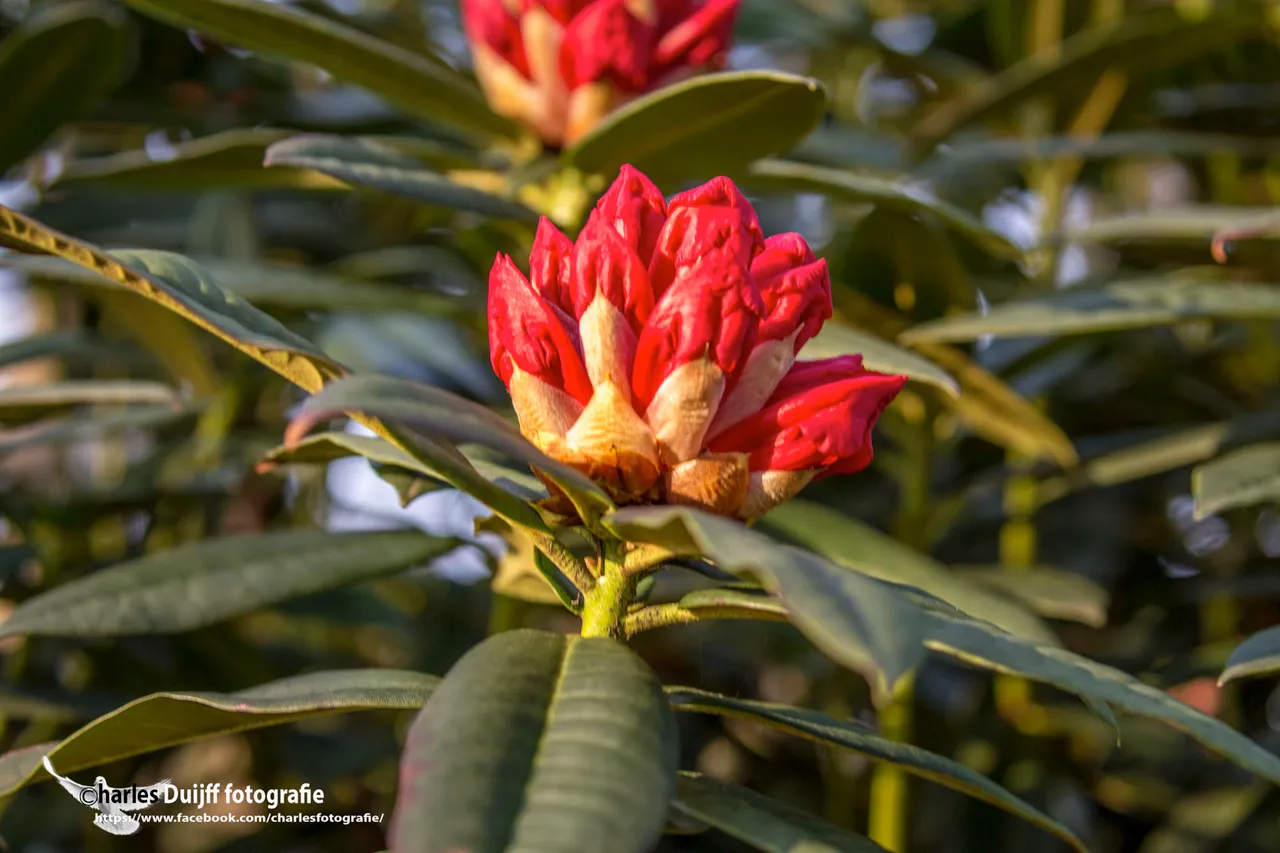 rododendron