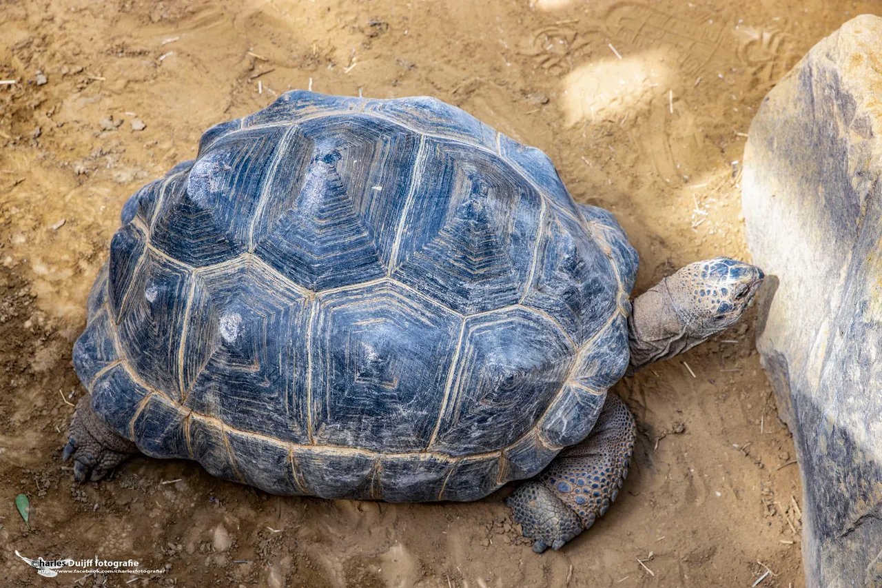 schildpad gr