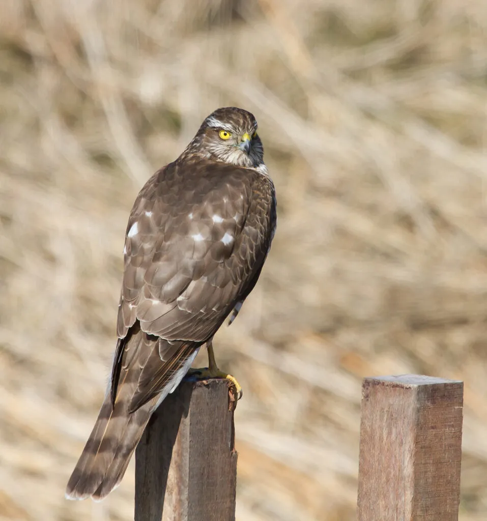 sperwer 2 joke huijser spekken 957x1024