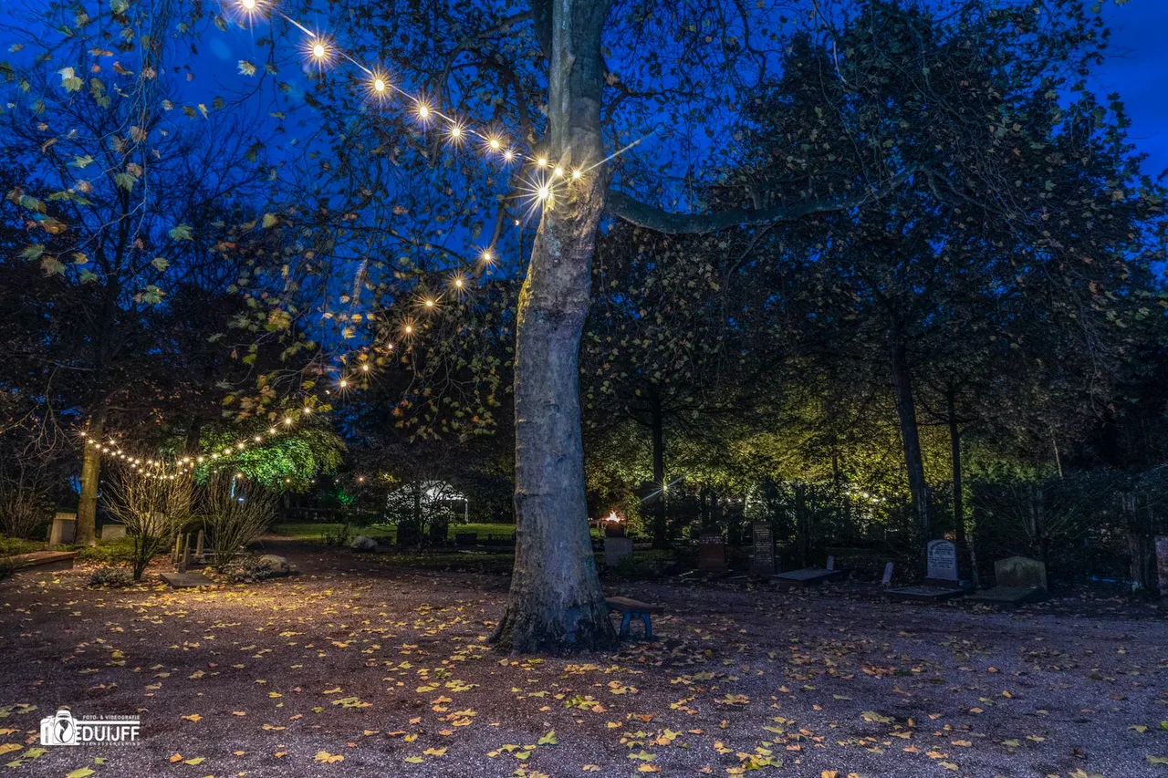 tree lights fraai