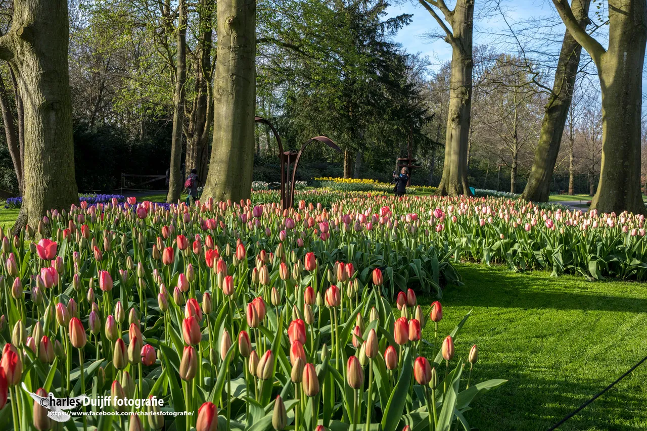 tulips ii