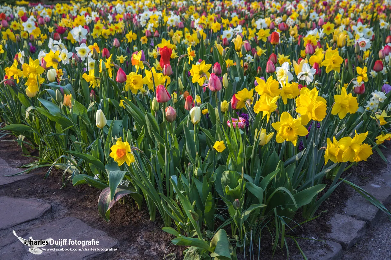 tulp en narsis