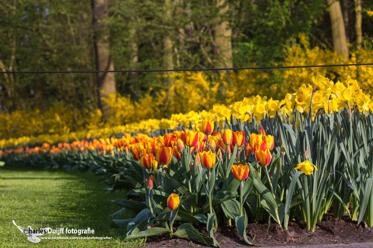 tulpen iii
