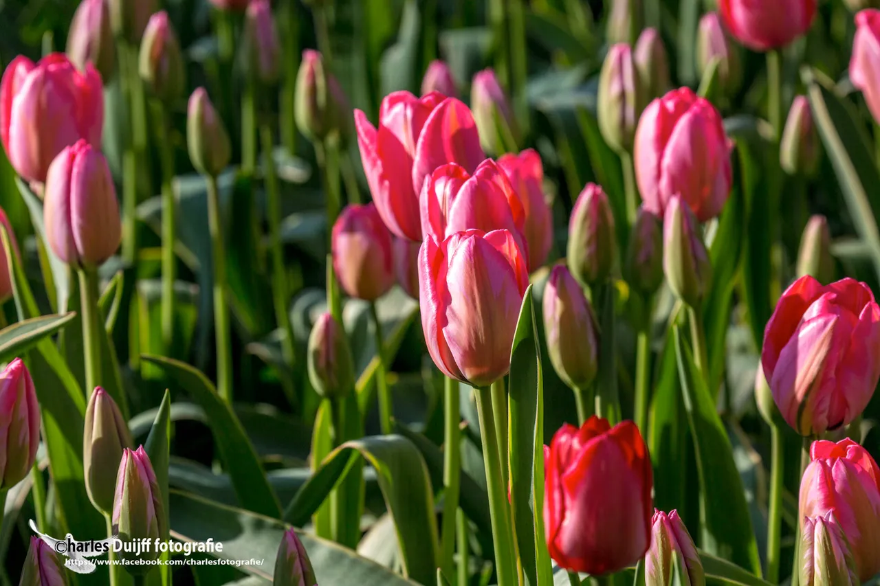 tulpen