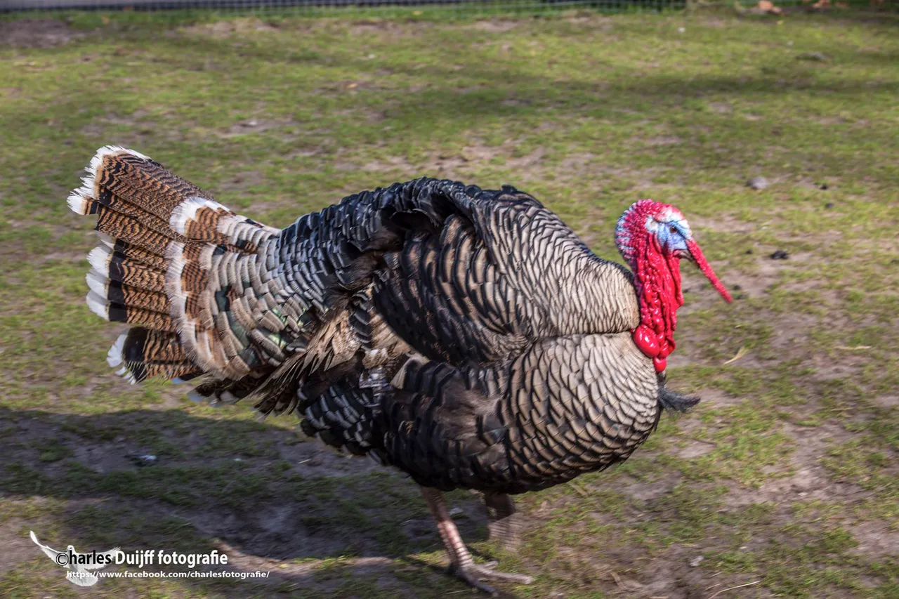 turkey ii