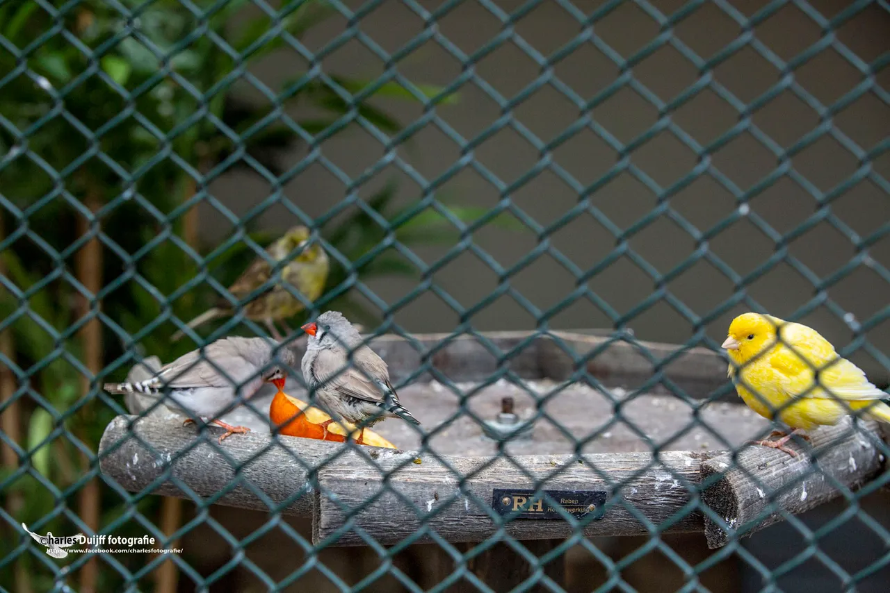 vogels