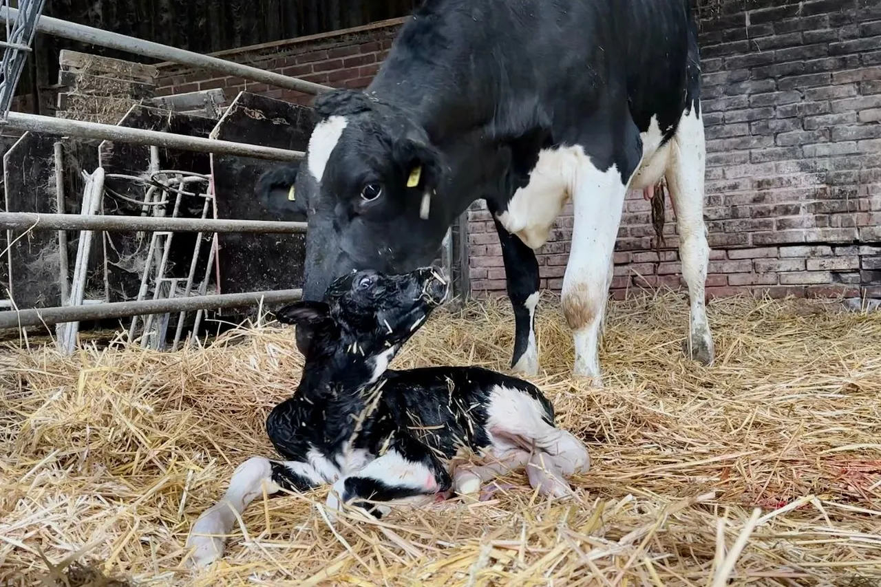 whatsapp image 2023 11 04 at 171810