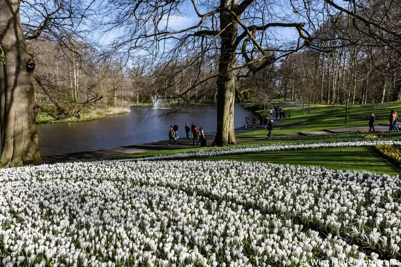 Krokussen en narcissen bepalen het buitenbeeld van Keukenhof tijdens de eerste dagen na de opening.