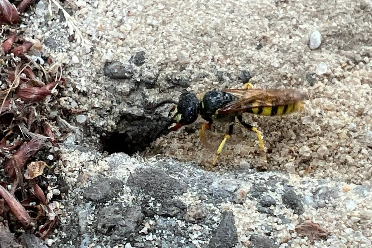 bijenwolf Philanthus triangulum graaft - Nathan Veenstra