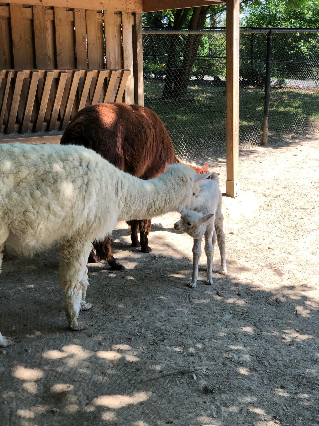 alpaca