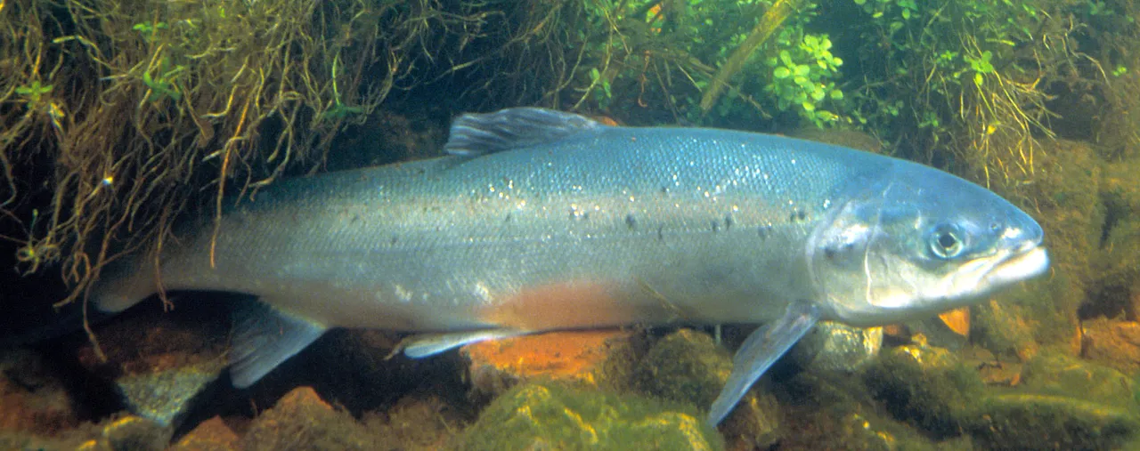 atlantische zalm wikimedia