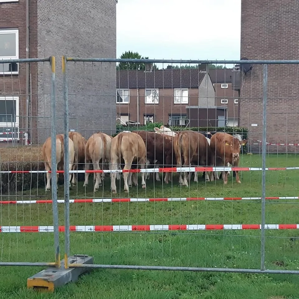 losgebroken koeien