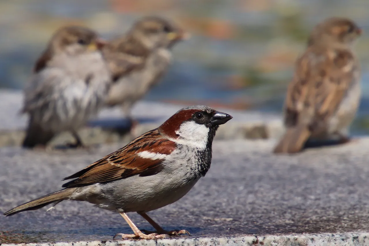 2020 02 19 huismus sparrows foto pixabay com