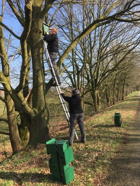 2020 03 11 ophangen nestkast aan de heijdijkimg 4711