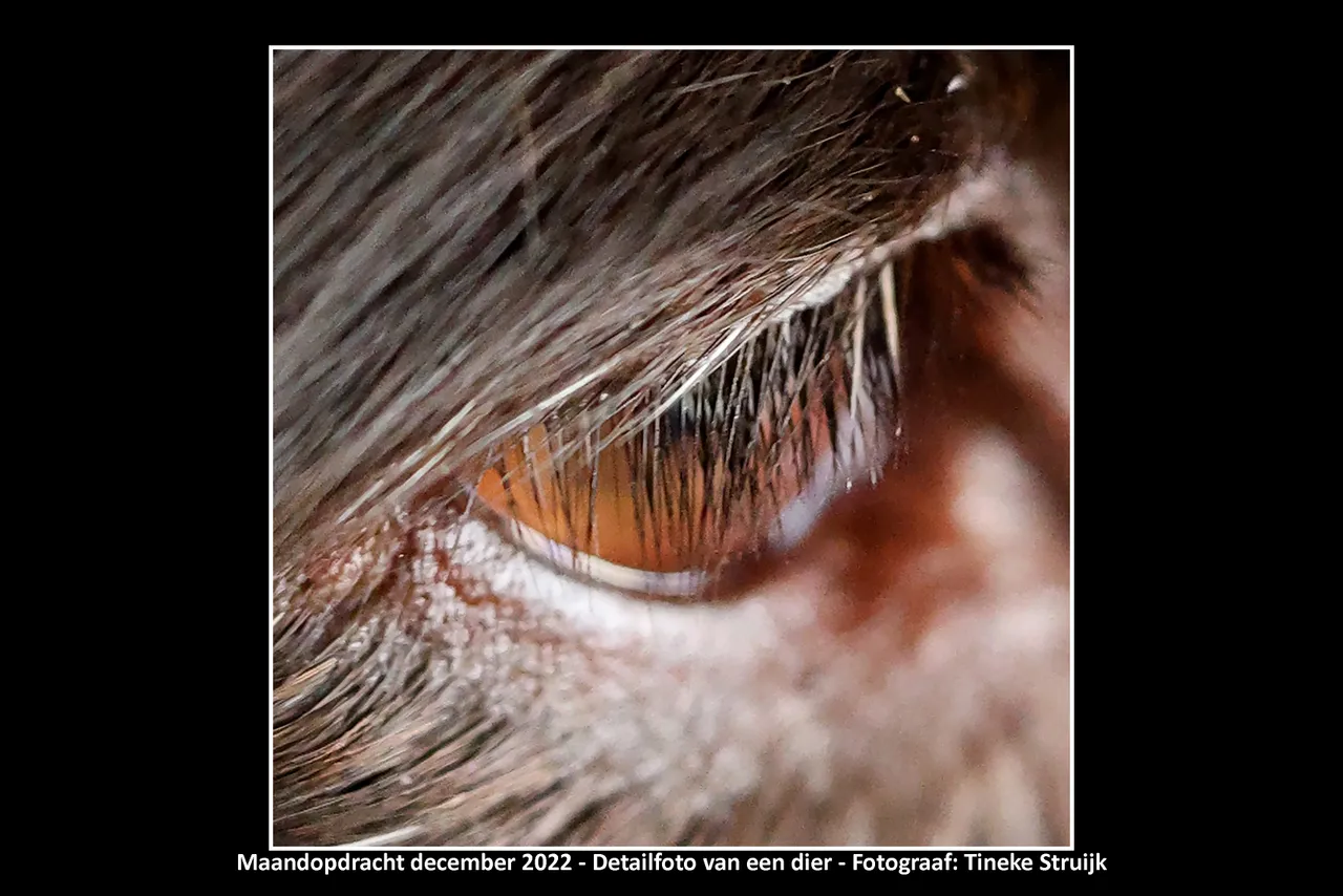 202212 detailfoto van een dier tineke struijk