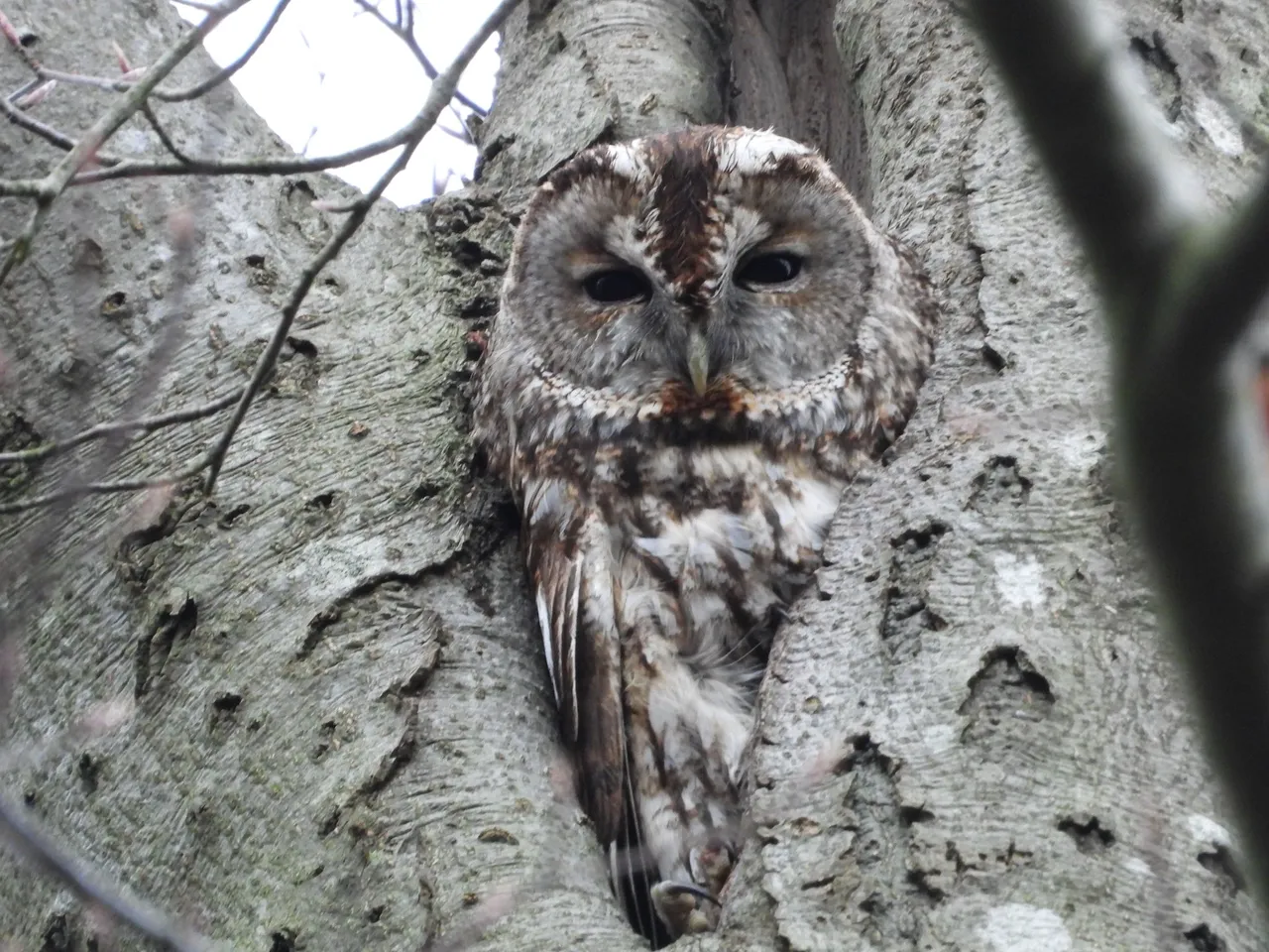2024 05 19b persbericht nmvh lezing uilen volwassen bosuil img 20231227 wa0002