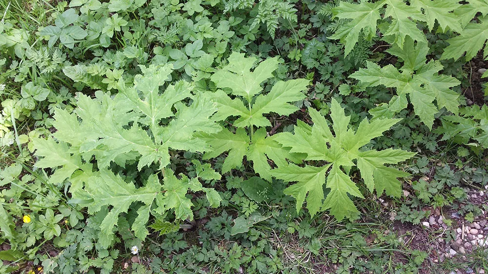 742d8525 e7c9 4172 86ed ee256fe1ca50 20170611 133746 1000