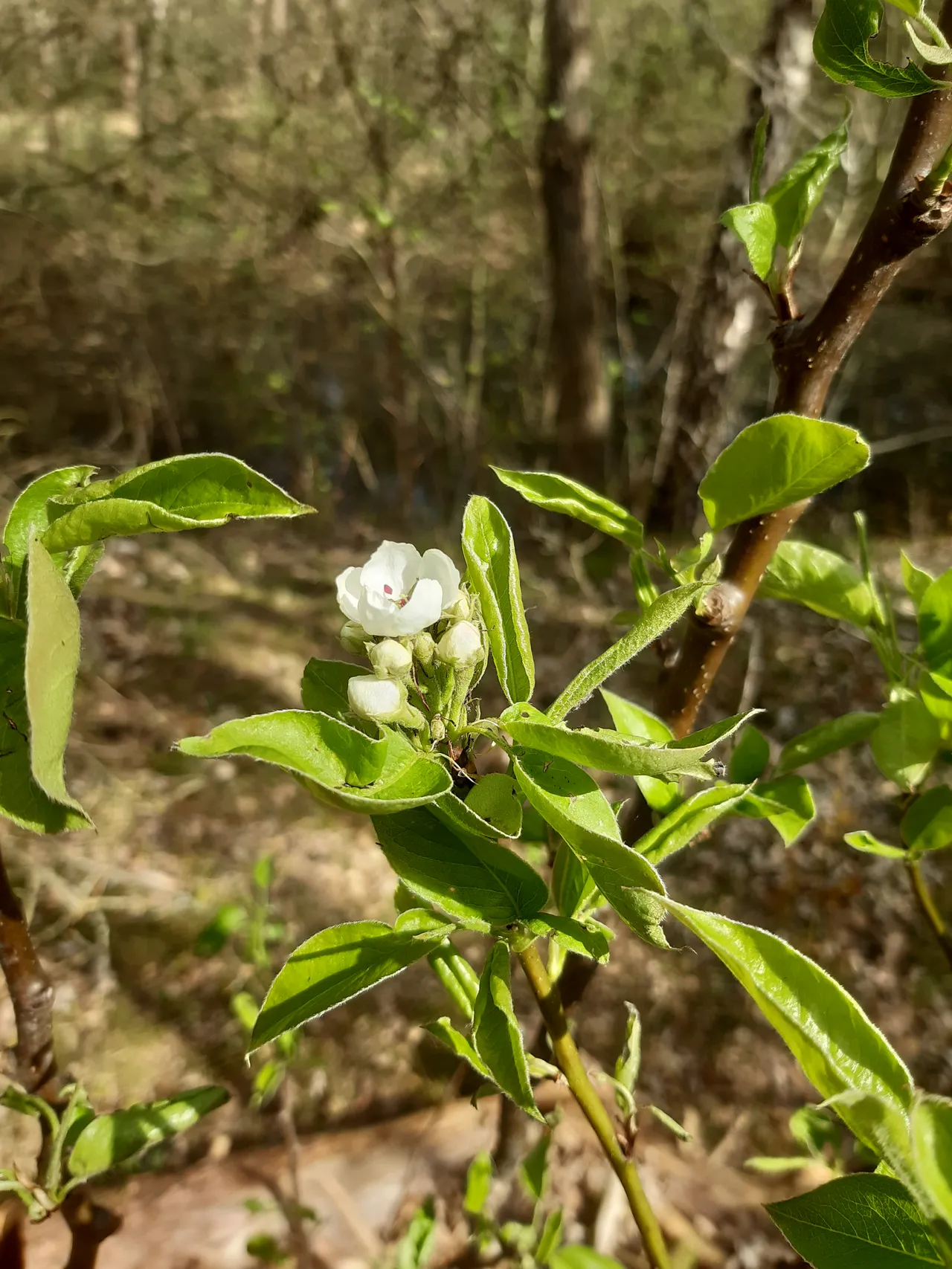 foto 02 bloesem gratis corona perenboom