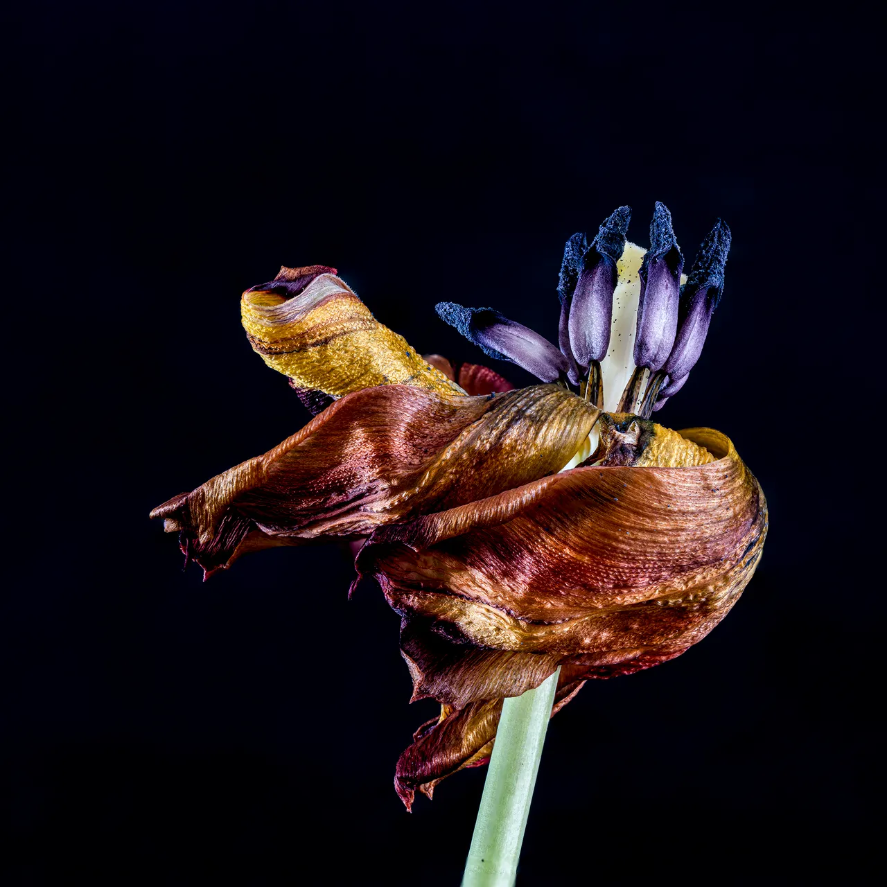 hn 007 jaswant koendjbiharie