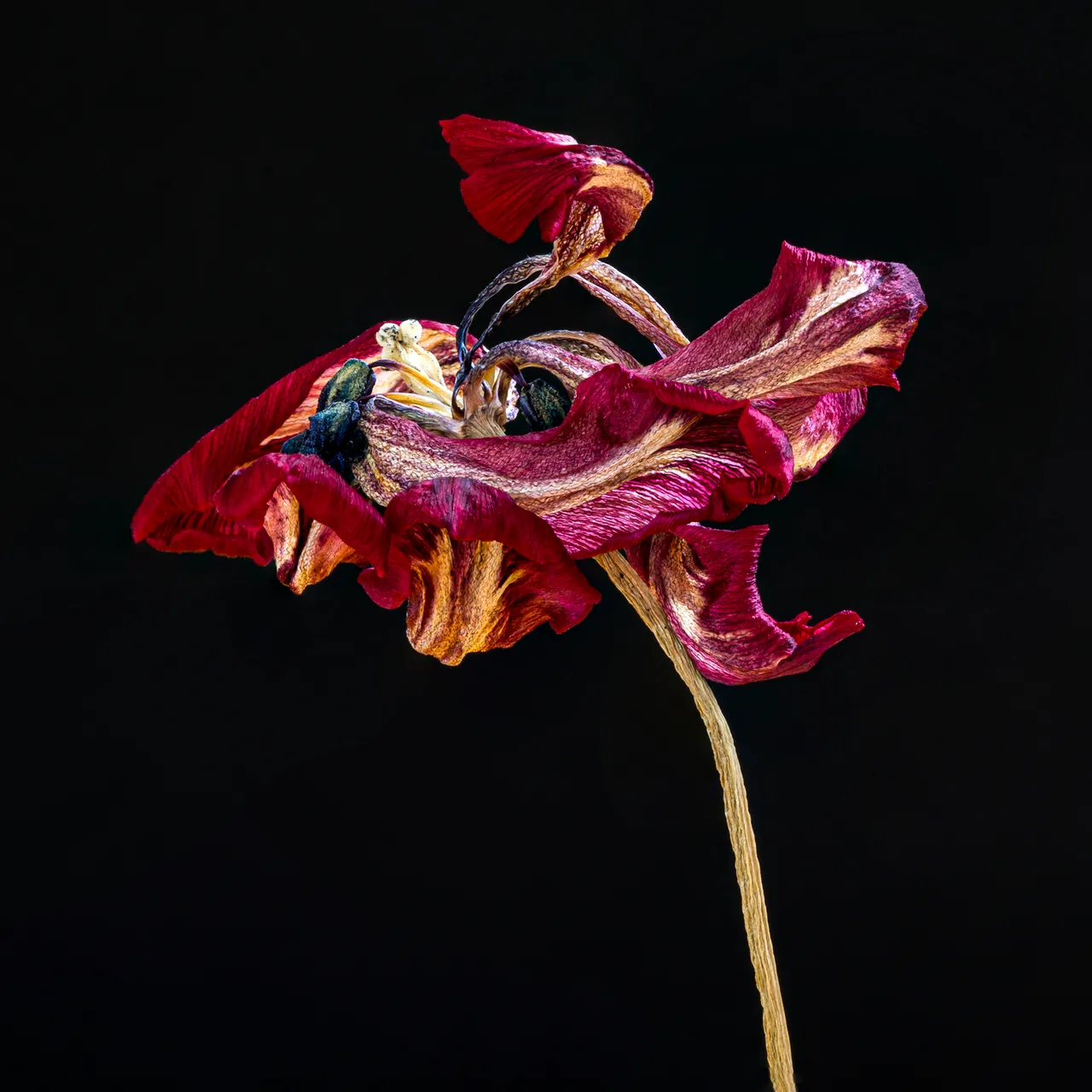 hn 010 jaswant koendjbiharie