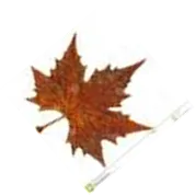 image004
