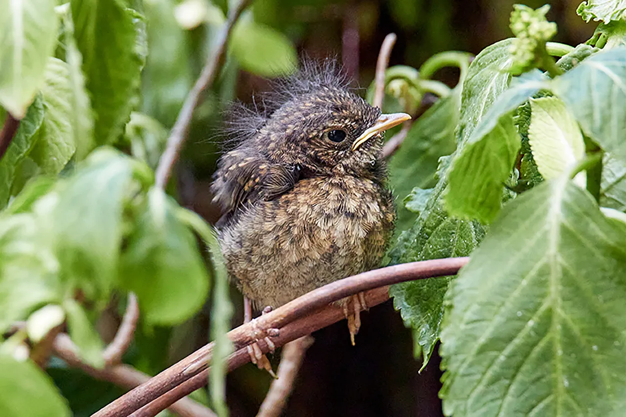 oud en nieuw frank 2