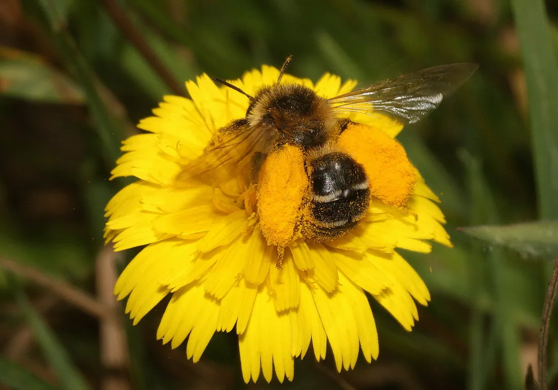 pluimvoetbij beladen met stuifmeel
