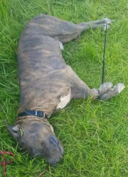 schermafbeelding 2021 06 04 om 100104