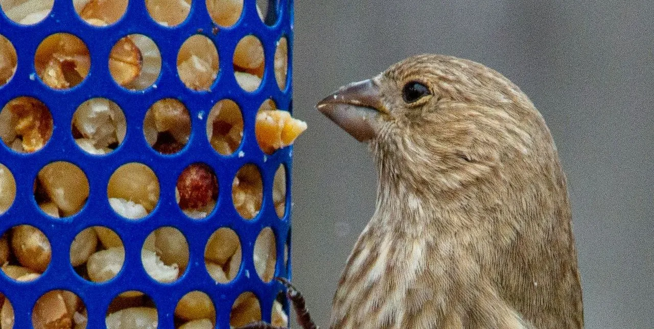 vogels voeren in de winter