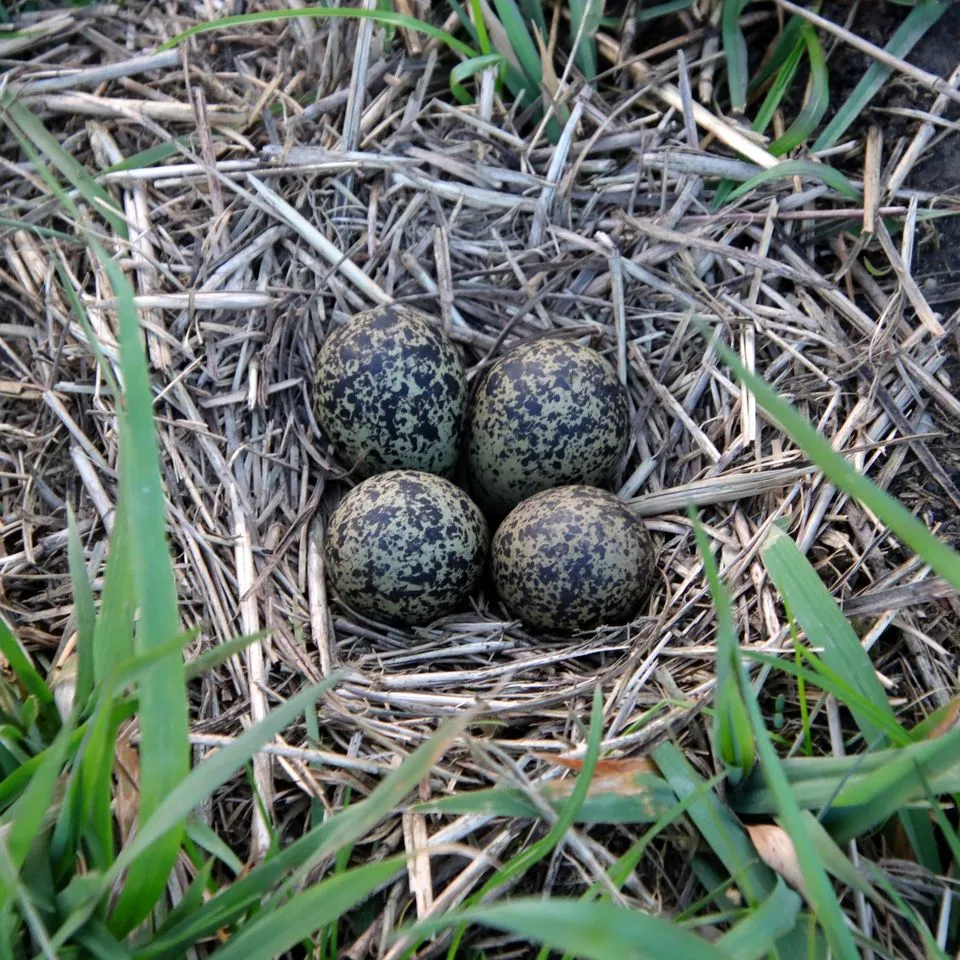 336657708 221128173845719 4400923027441834186 n