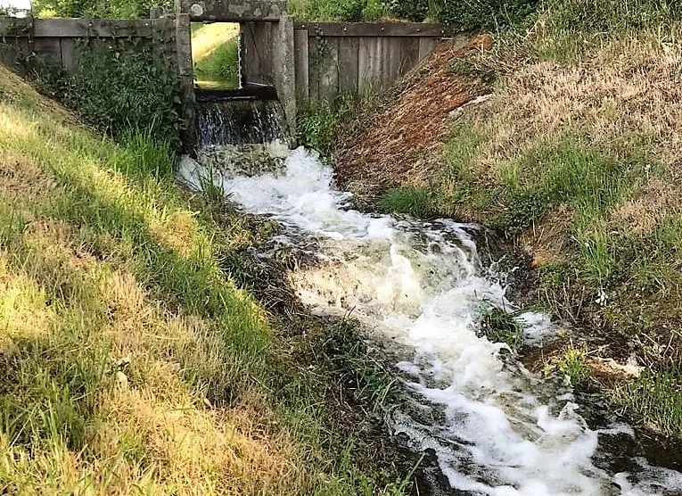waterbloem 2