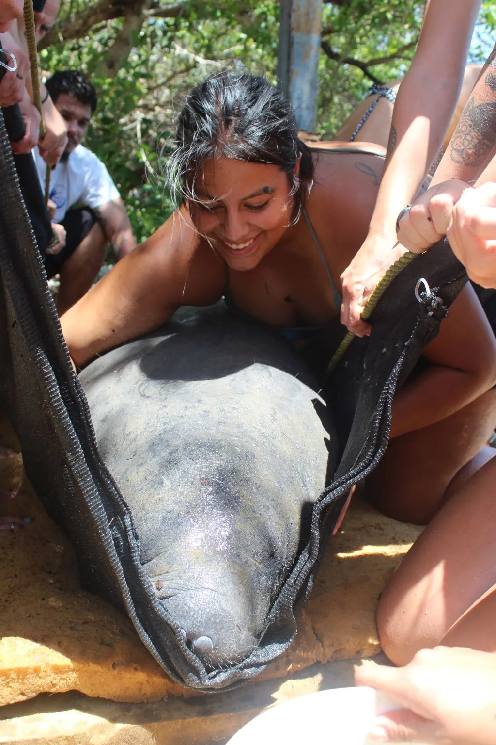 belizeeen medewerkster van wildtracks verhuist een antilliaanse zeekoe naar de lagune c wildtracks