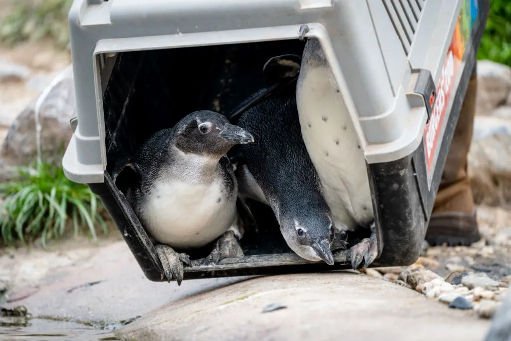 bzpenguinsclose pinguins kijken naar buiten