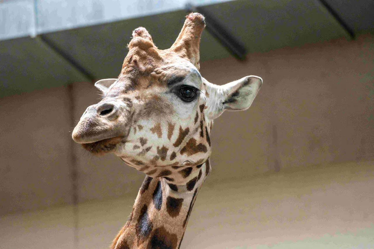 giraffentransportmira meijer koninklijke burgers zoo 1