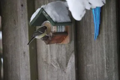 koolmeesje johan arends o