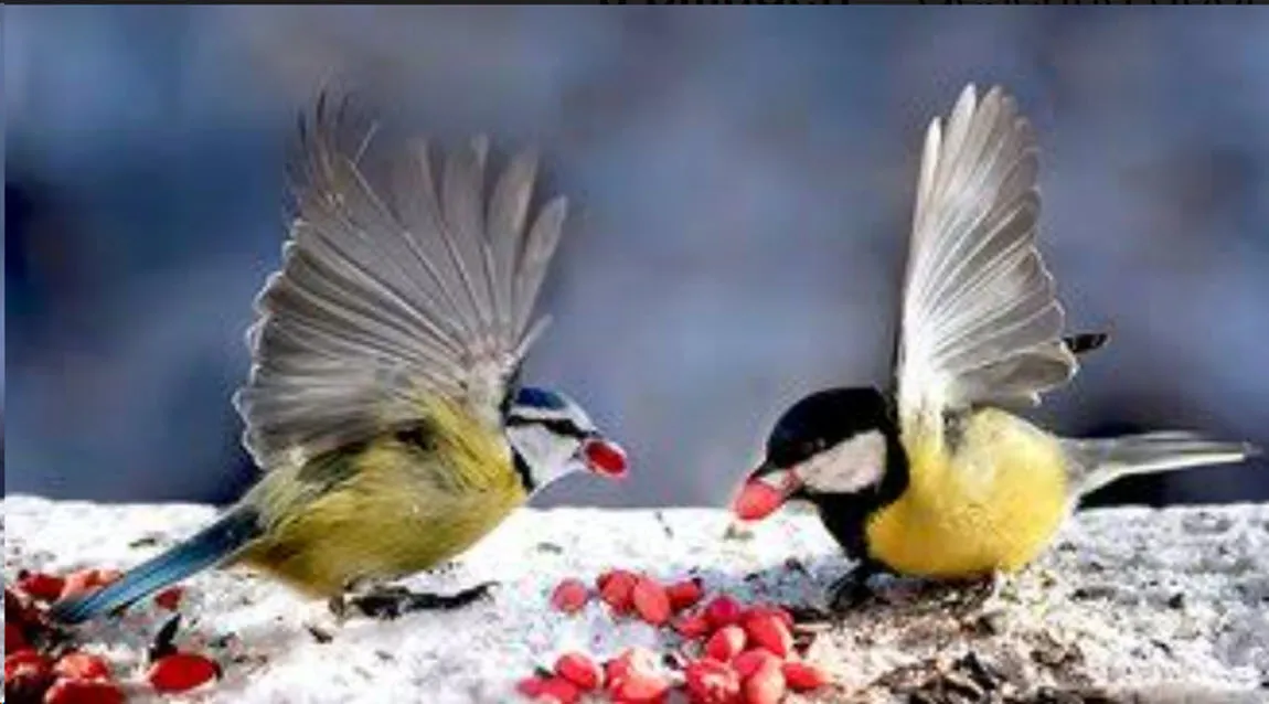 pimpelmees en koolmees ivn landelijk