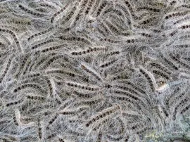 rupsenvlinderstichting9571ed5f 81e1 4016 b449 97495364a75fjpgw270v1616052002