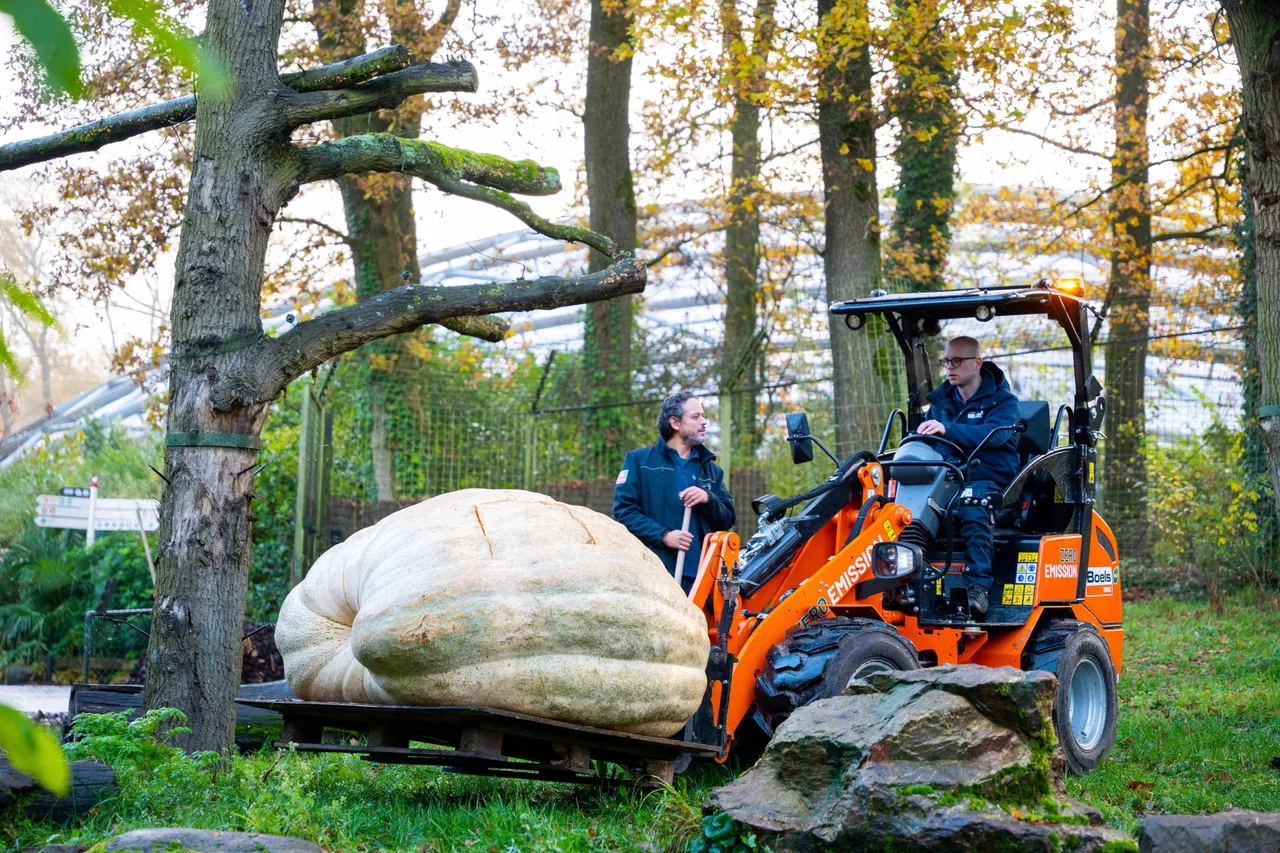 791 kilo reuzen-pompoen