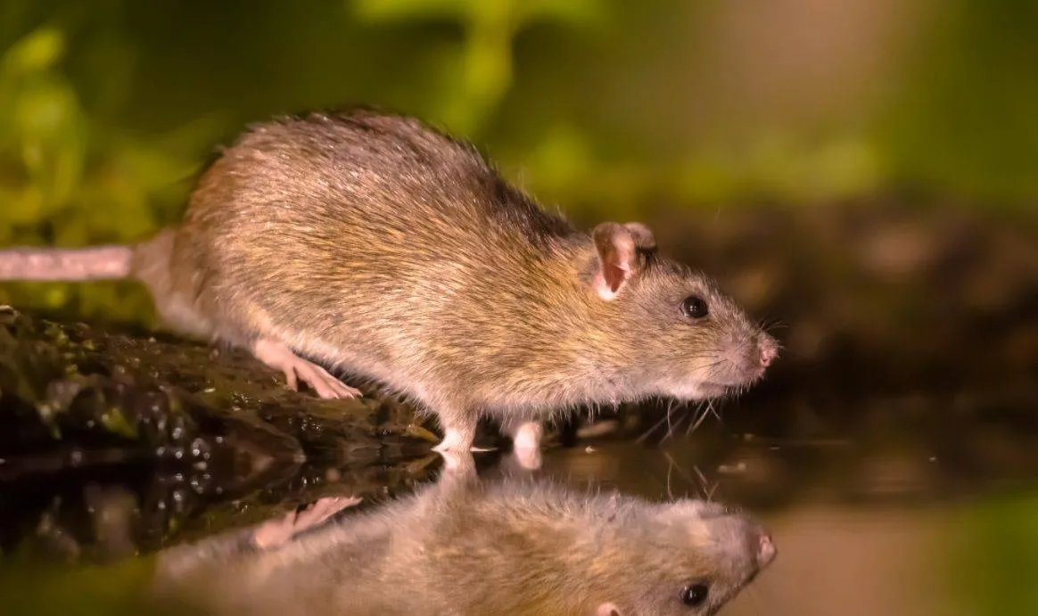 Bruine rat