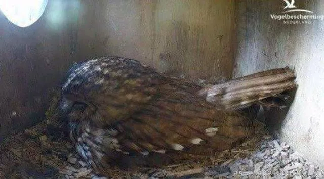 vogelbeschermingwageningennieuwsnl
