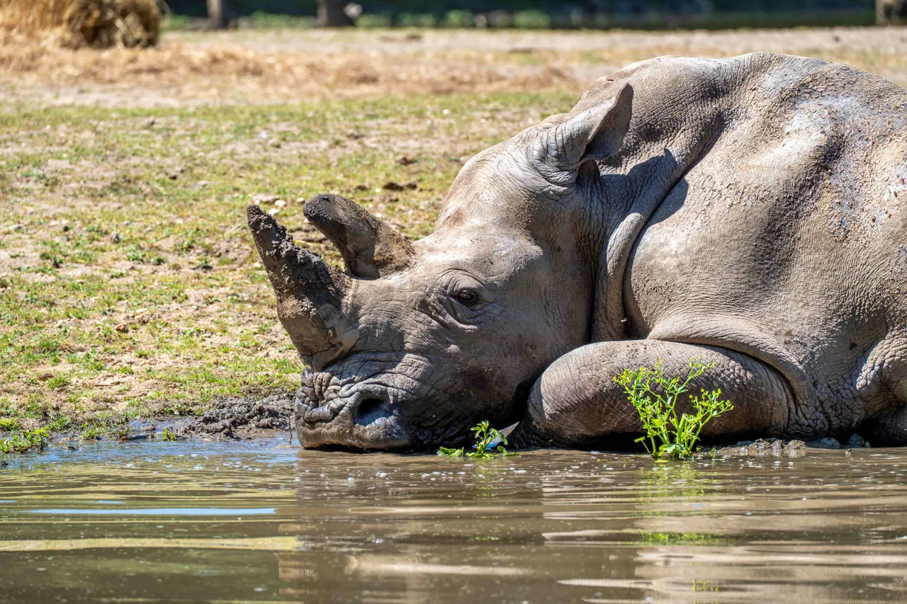Neushoorn geniet van leempoel