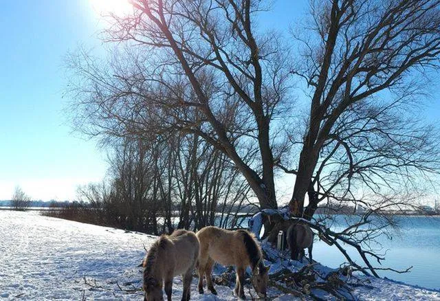 Nieuw thema Kiek! Gemeente Lingewaard