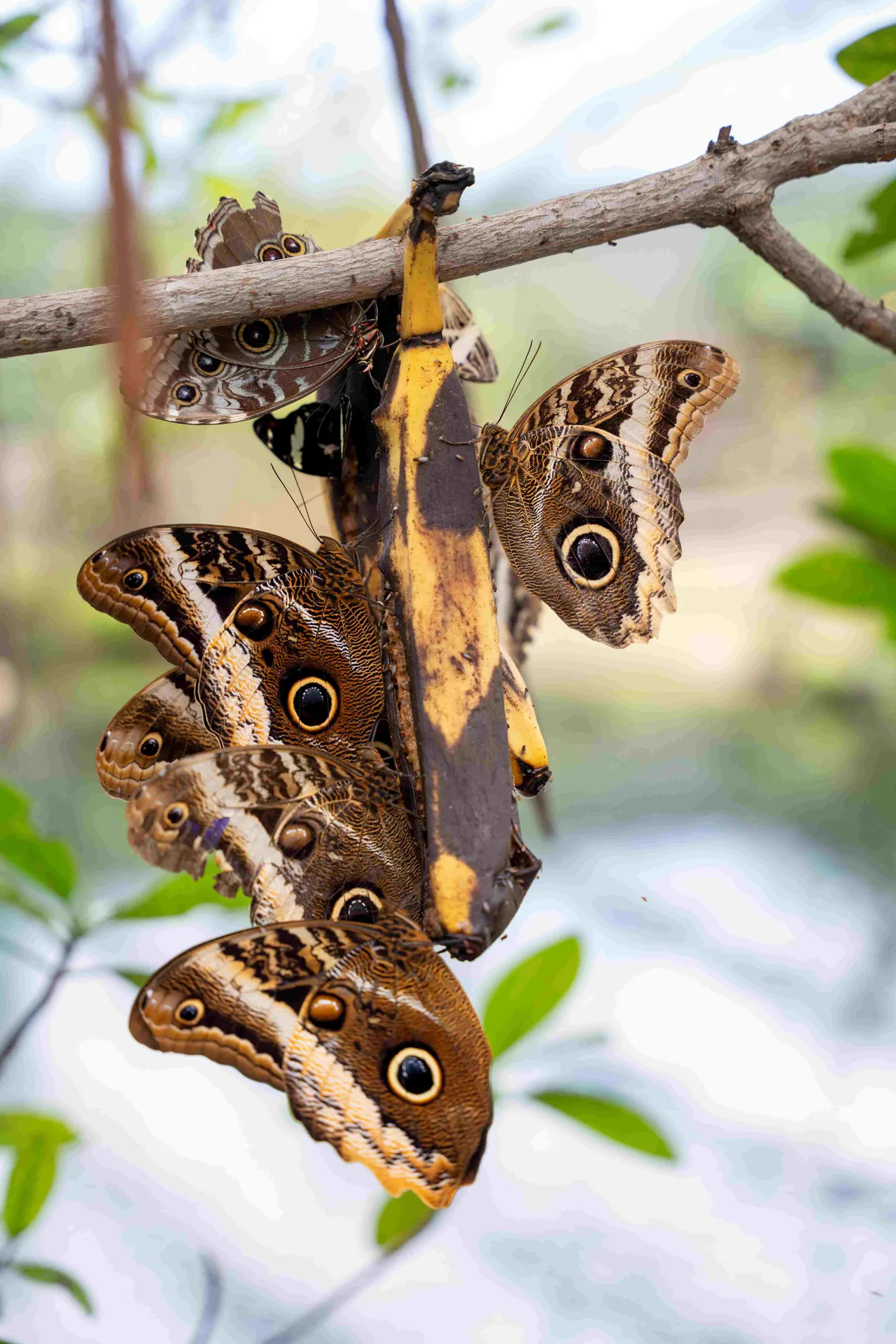 Vlinders-met-banaan-2-Foto-Mira-Meijer