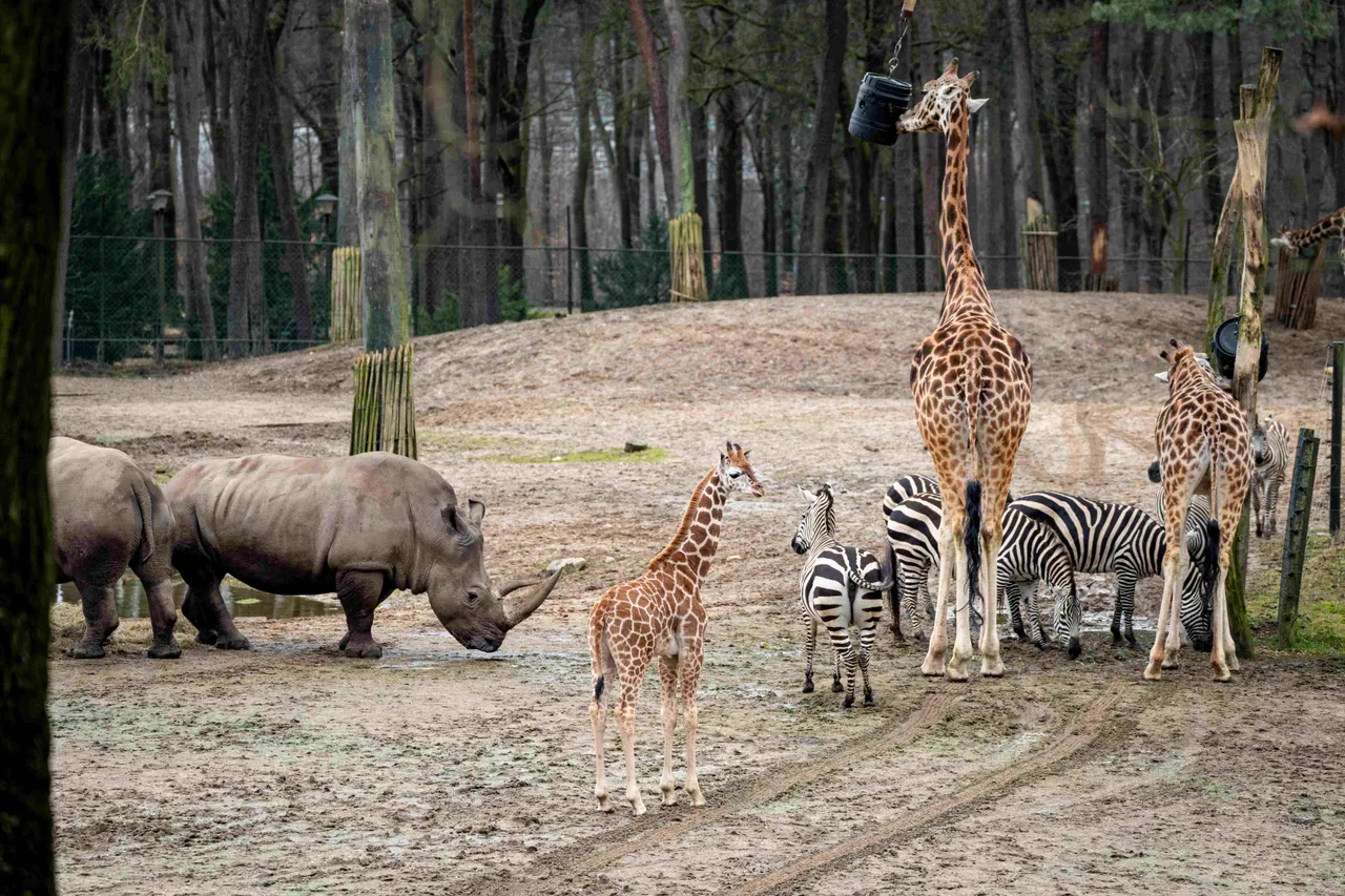 Jonge-giraffen-voor-het-eerst-op-vlakte-Mira-Meijer-__15